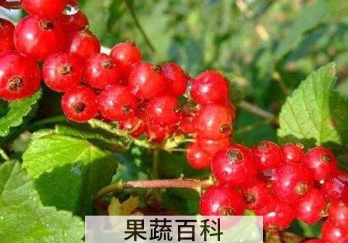 红加仑的功效与作用 吃红加仑的好处