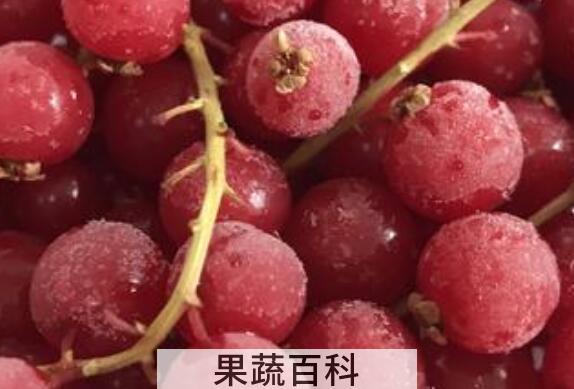红加仑的功效与作用 吃红加仑的好处