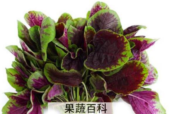 苋菜的功效与作用及禁忌