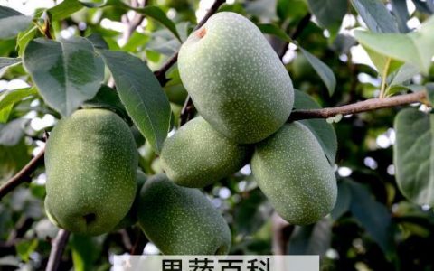 中药野木瓜的功效与作用