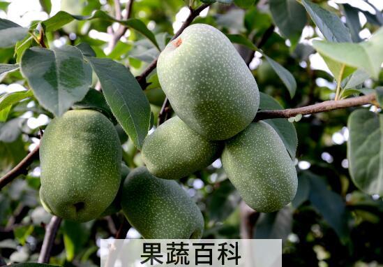 中药野木瓜的功效与作用