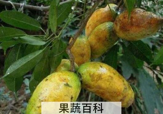 中药野木瓜的功效与作用