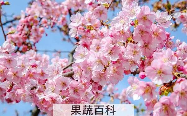 哪个品种的樱花最好看