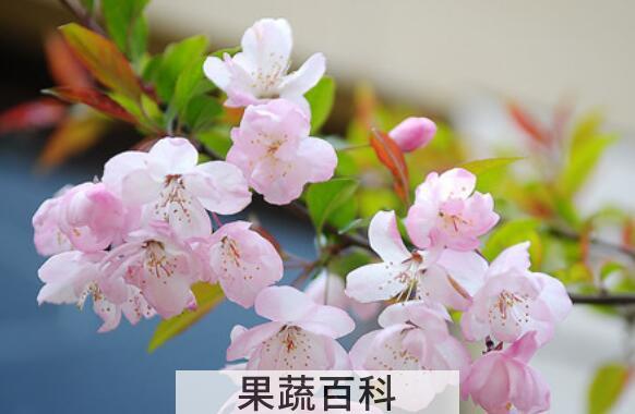 哪个品种的樱花最好看