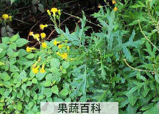 菊三七花的功效与作用