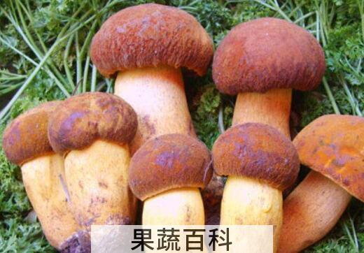 牛肝菌的功效与作用 牛肝菌怎么吃