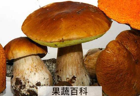 牛肝菌的功效与作用 牛肝菌怎么吃