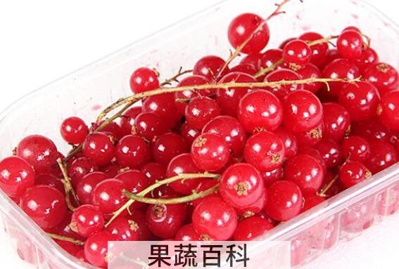 红醋栗的功效与作用