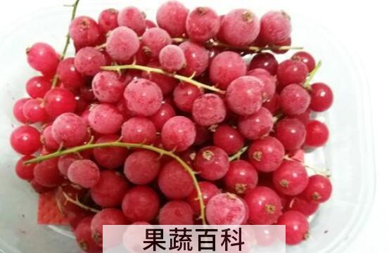 红醋栗的功效与作用