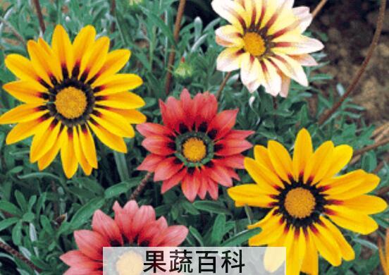 勋章菊的养殖方法和注意事项
