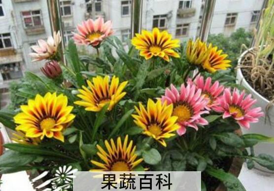 勋章菊的养殖方法和注意事项