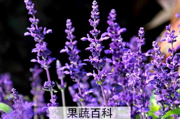 薰衣草花如何用 薰衣草花的用法