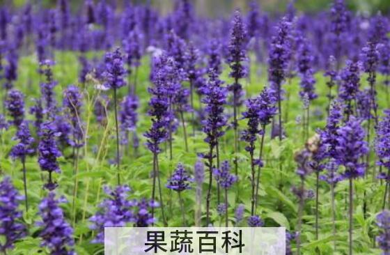 薰衣草花如何用 薰衣草花的用法