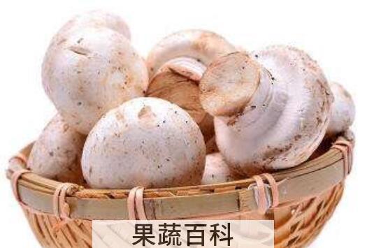 香菇与口磨的区别