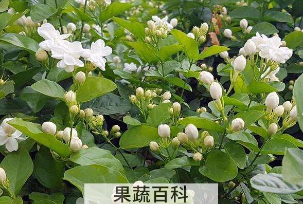 茉莉花的功效与作用及禁忌