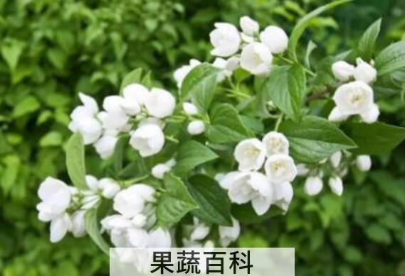 茉莉花的功效与作用及禁忌