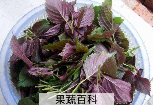 女人吃紫苏有什么好处