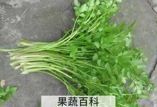 细叶旱芹的功效与作用