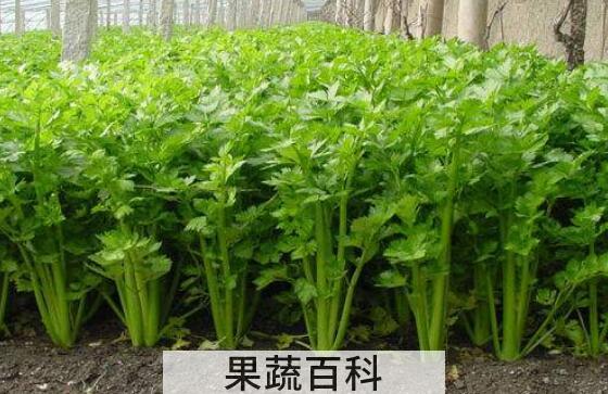 细叶旱芹的功效与作用