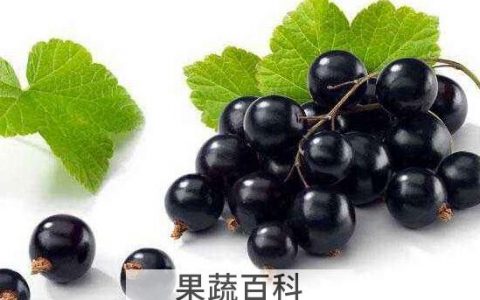 黑醋栗的功效与作用