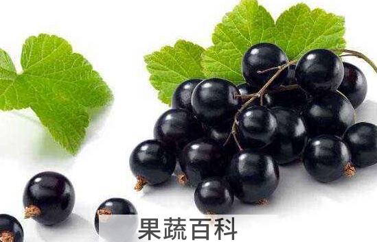 黑醋栗的功效与作用