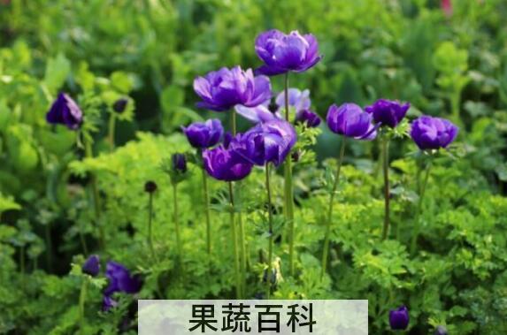 银莲花的功效与作用及药用价值