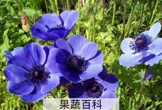 银莲花的功效与作用及药用价值
