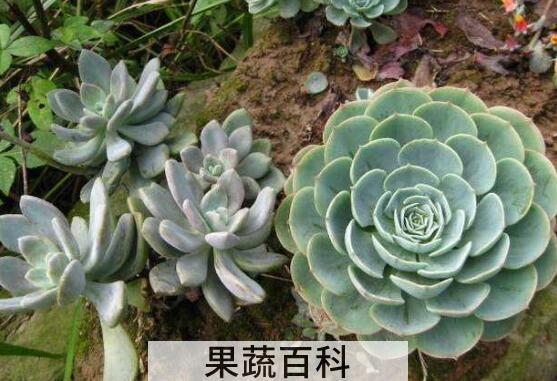 石莲花的功效与作用及禁忌
