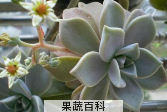 石莲花的功效与作用及禁忌
