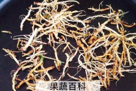 苦菜根茶的制作方法 喝苦菜根茶的好处