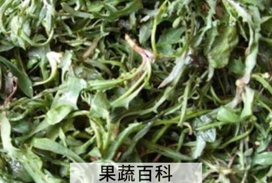泡苦菜茶有什么好处 泡苦菜茶的禁忌