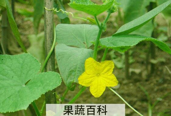 金丝瓜秧和南瓜秧的区别 吃金丝瓜秧的好处