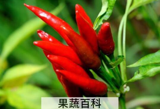 女人吃辣椒的好处和坏处