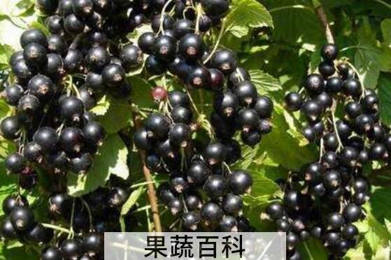 黑加仑和葡萄的区别