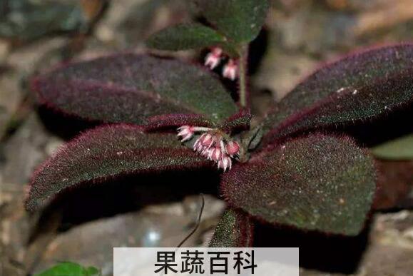 虎舌草的功效与作用