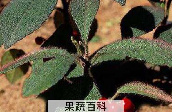 虎舌草的功效与作用