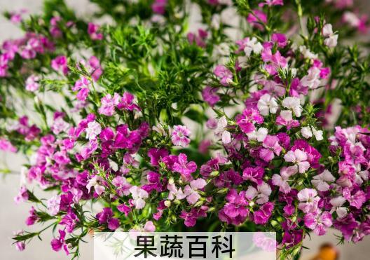 石竹花怎么养 石竹花的养殖方法和注意事项
