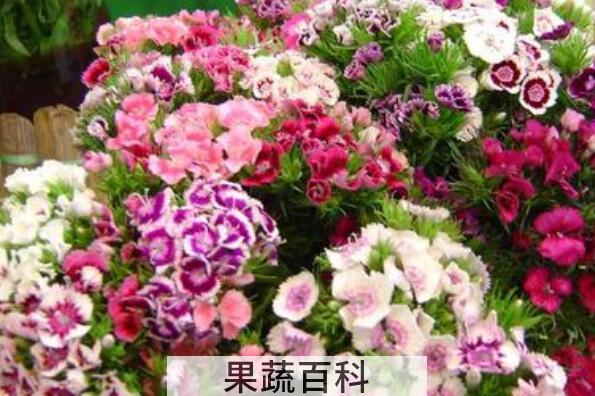 石竹花怎么养 石竹花的养殖方法和注意事项