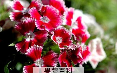 怎么养石竹梅 石竹梅的养殖方法和注意事项