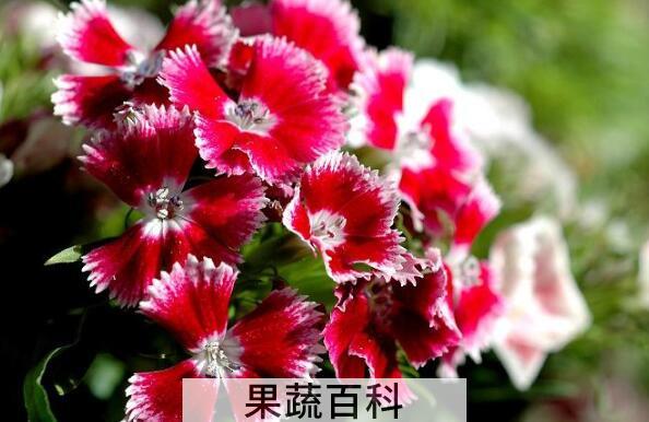 怎么养石竹梅 石竹梅的养殖方法和注意事项
