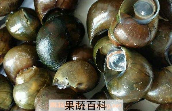  田螺壳的功效与作用 田螺壳成分