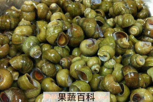  田螺壳的功效与作用 田螺壳成分