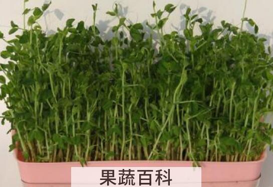 麦芽菜怎么炒 麦芽菜怎么做好吃大全