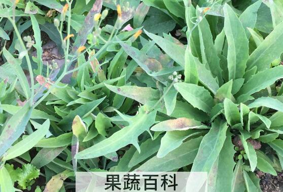 曲麻菜泡水喝的好处