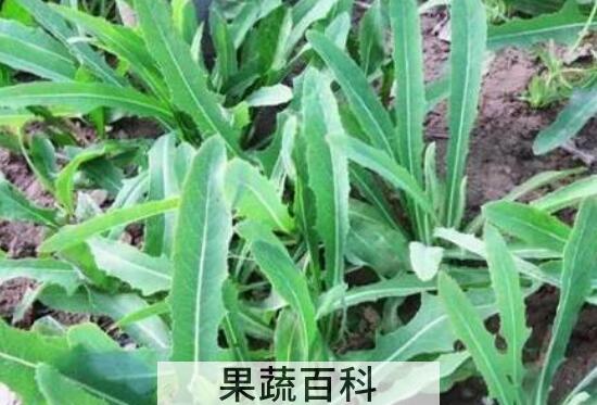 曲麻菜泡水喝的好处