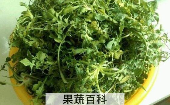 什么人不能吃荠菜 吃荠菜的禁忌
