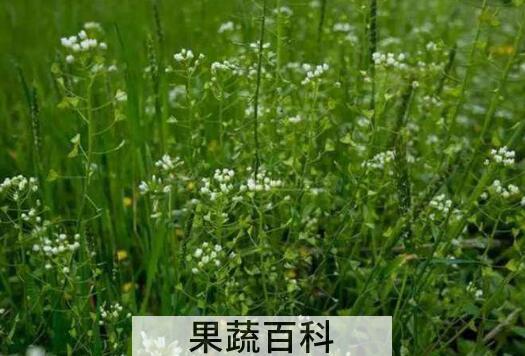 荠菜花的功效与作用及禁忌
