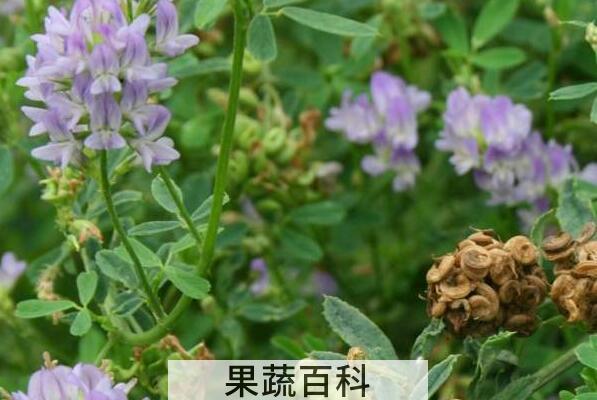 紫花苜蓿的功效与作用 紫花苜蓿的副作用