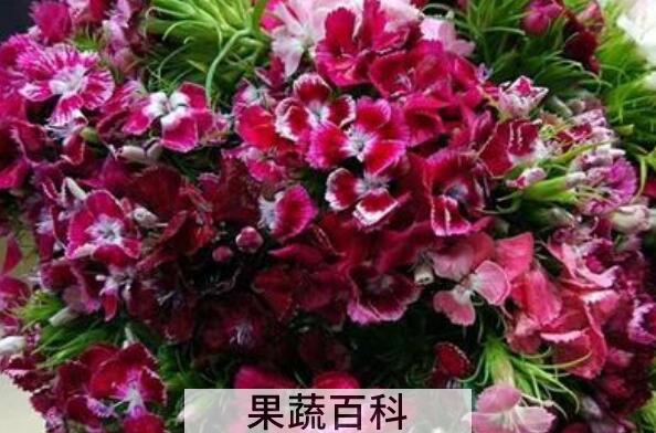 石竹梅和相思梅的区别 石竹梅的养殖方法