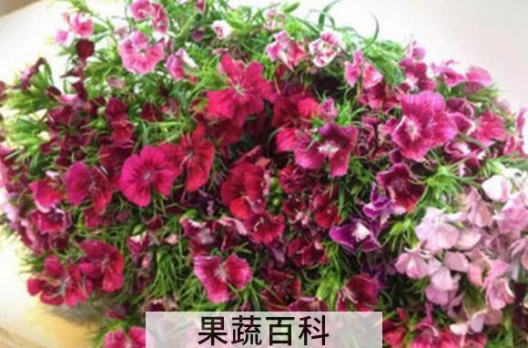 石竹梅和相思梅的区别 石竹梅的养殖方法